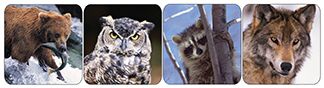 Wildlife Animals (real photos) Stickers